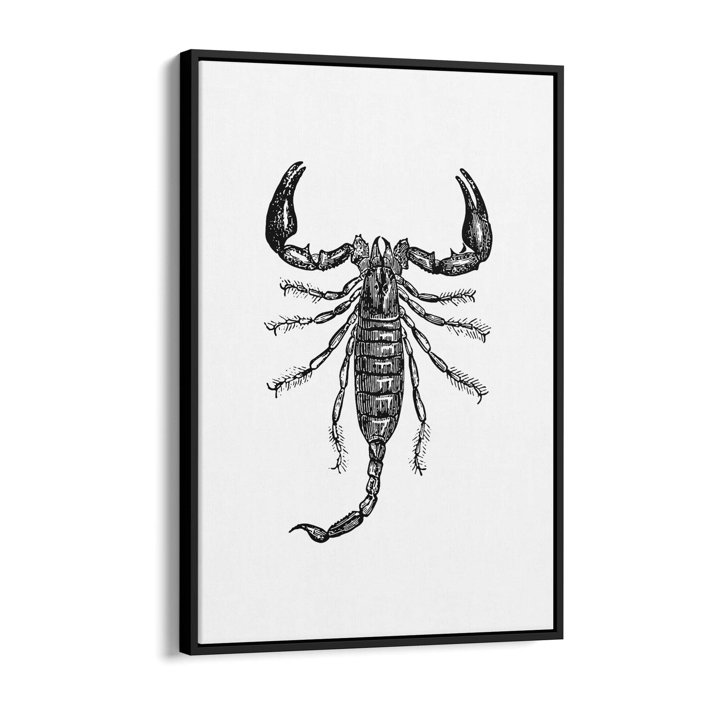 Scorpion Drawing Insect Man Cave Wall Art - The Affordable Art Company