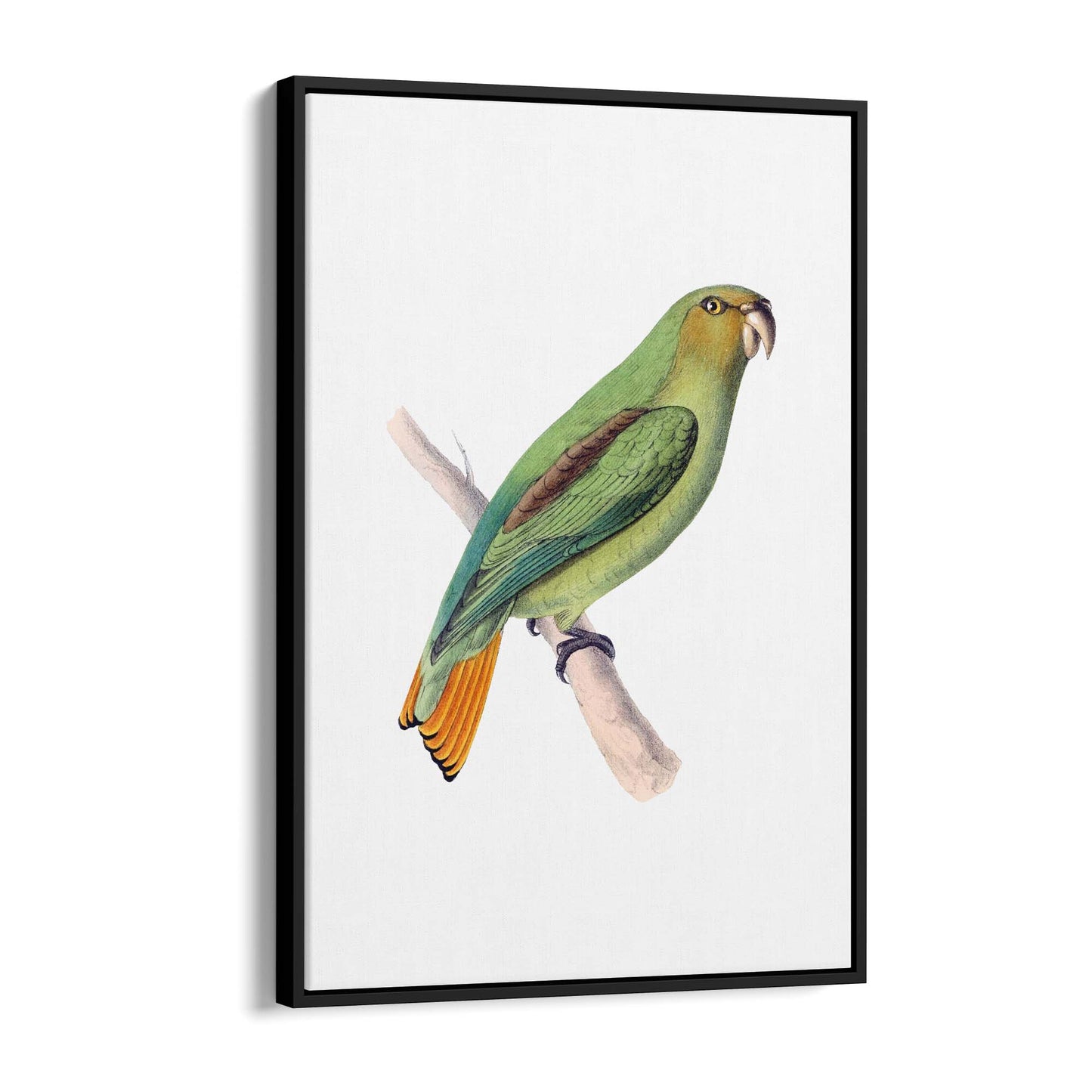 Golden-Tailed Parrot Exotic Bird Drawing Wall Art - The Affordable Art Company