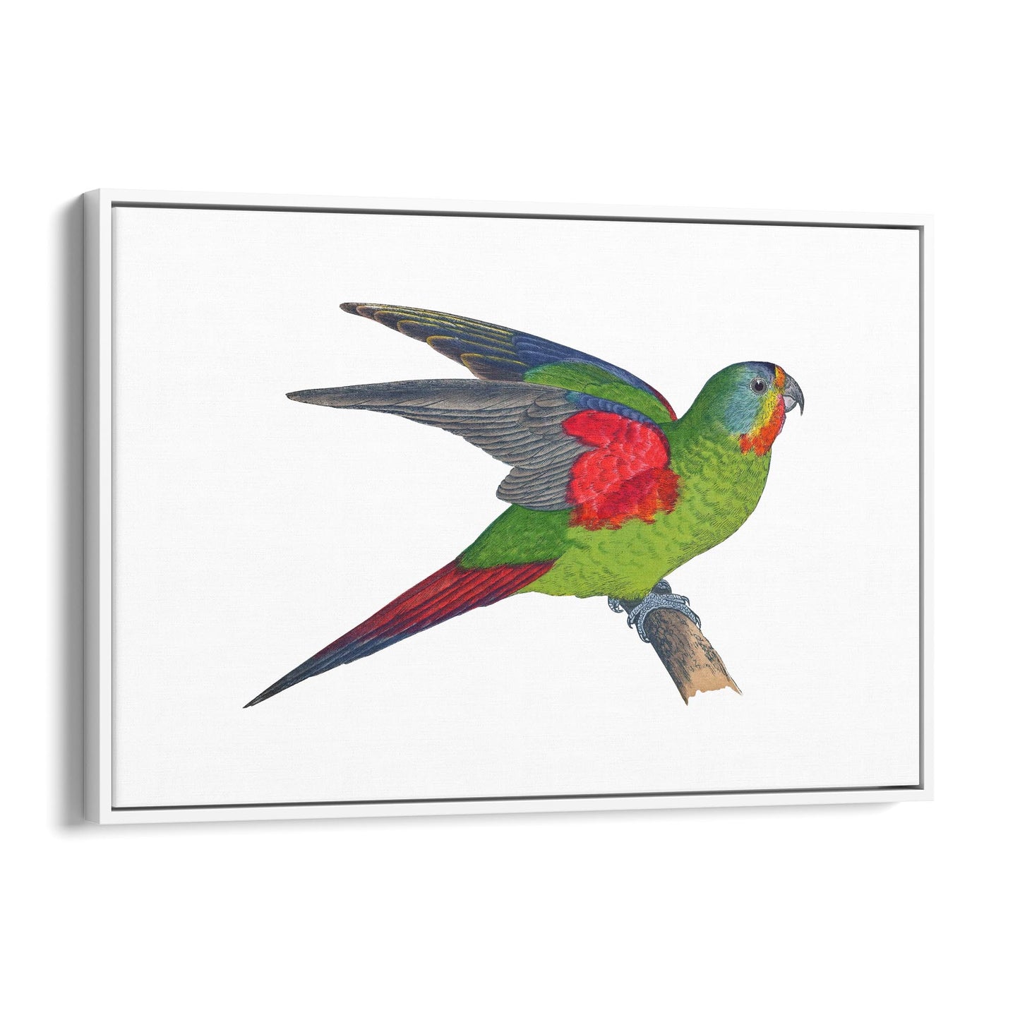 Swift Lorikeet Exotic Bird Drawing Wall Art - The Affordable Art Company