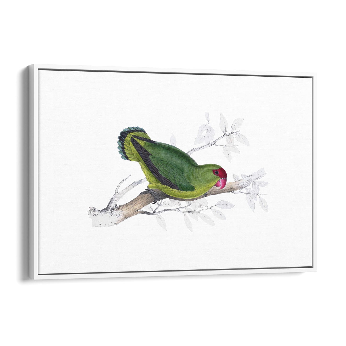 Black-Winged Lovebird Exotic Bird Drawing Wall Art - The Affordable Art Company