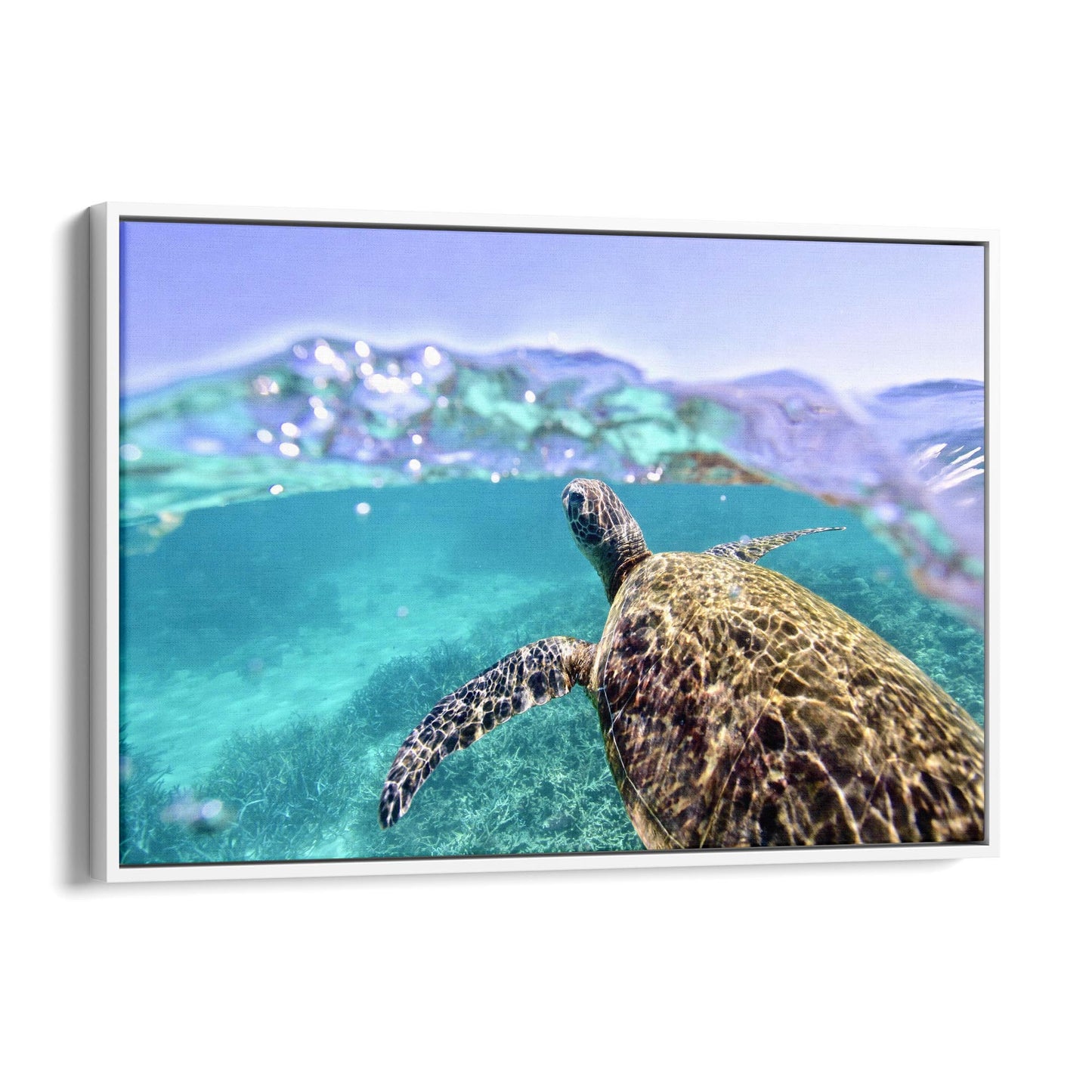 Green Sea Turtle, Ningaloo Reef Photograph Art - The Affordable Art Company