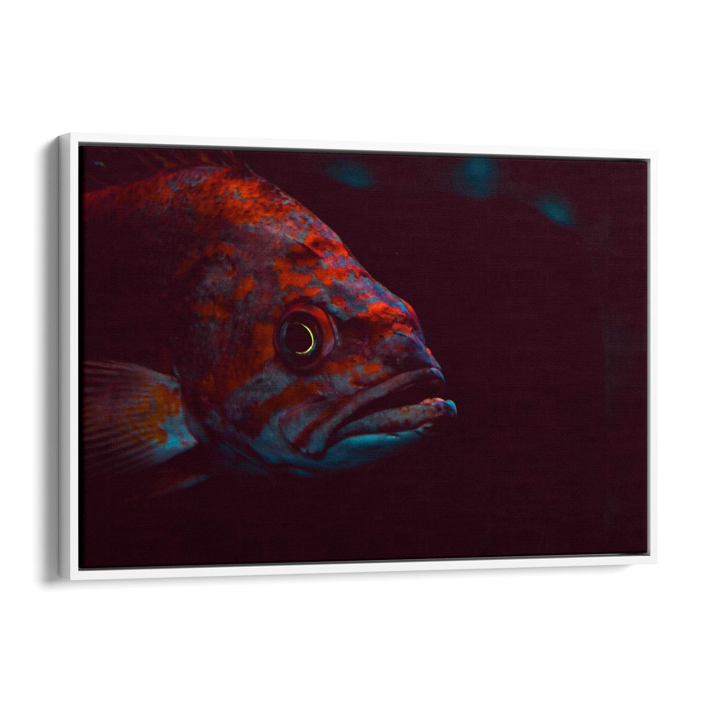 Majestic Fish Minimal Photograph Wall Art - The Affordable Art Company