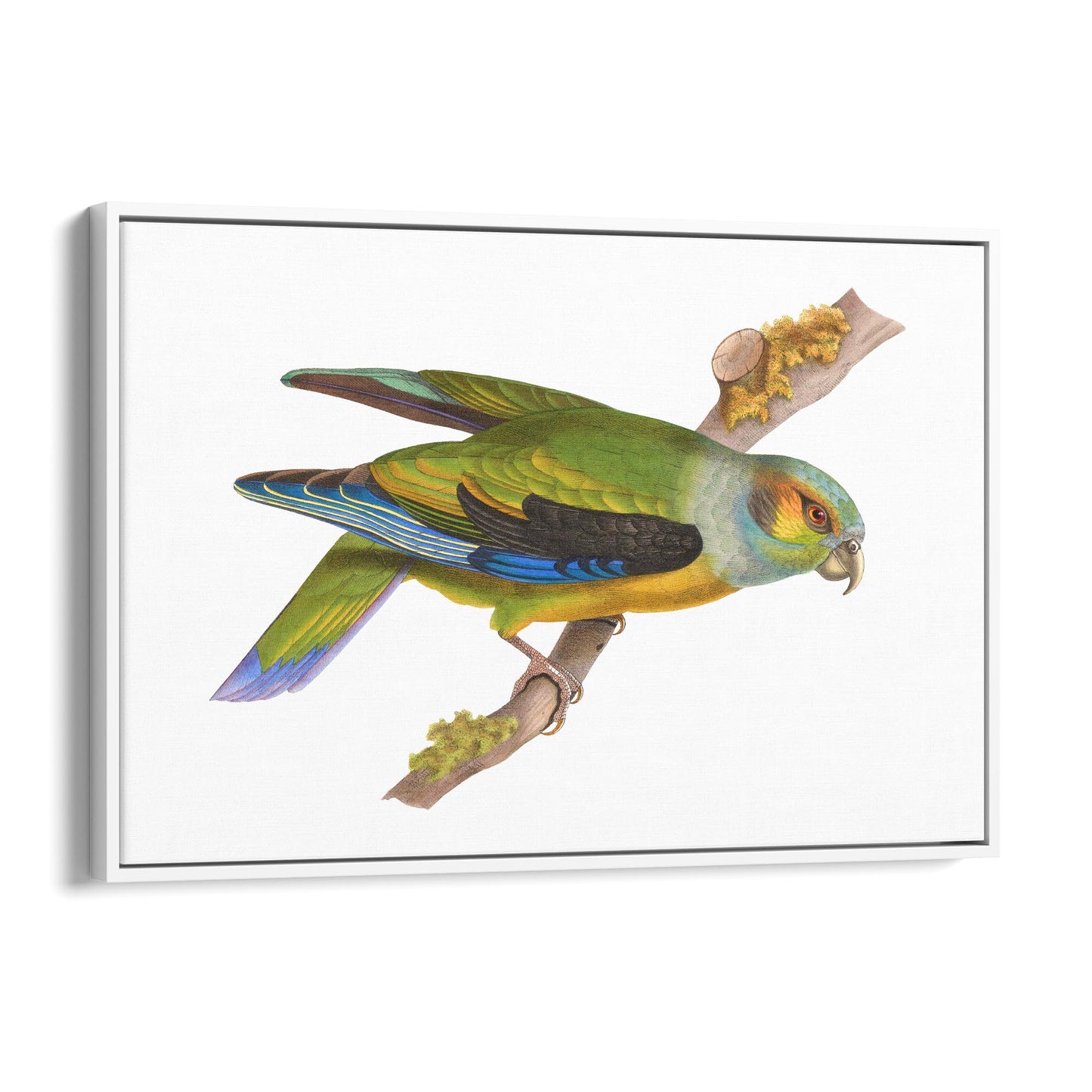 Black-Winged Parrot Exotic Bird Drawing Wall Art - The Affordable Art Company