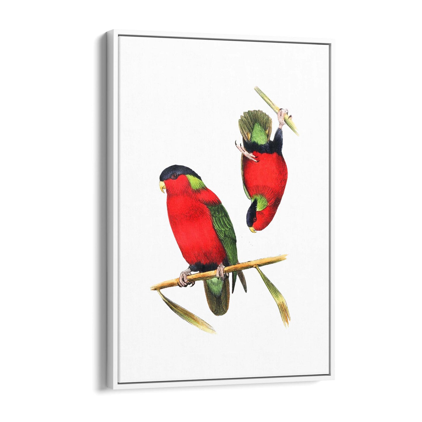 Collared Lories Bird Exotic Drawing Wall Art - The Affordable Art Company