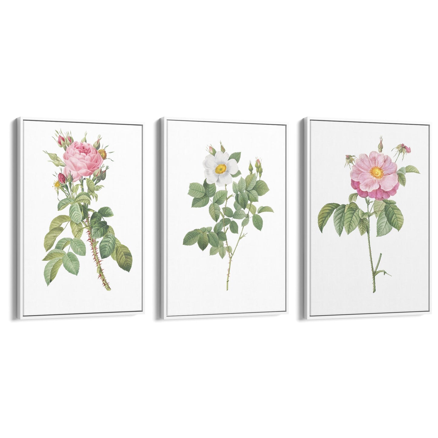 Set of Pink Floral Vintage Botanical Wall Art #2 - The Affordable Art Company