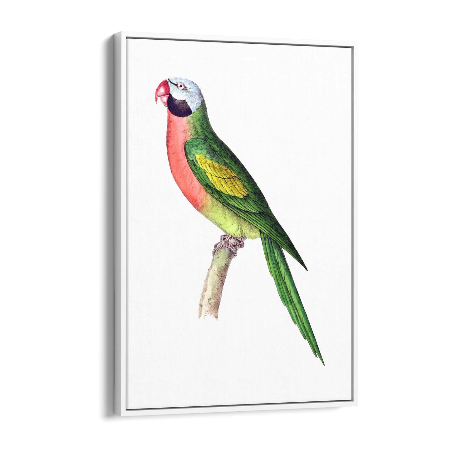 Moustached Parakeet Exotic Bird Drawing Wall Art - The Affordable Art Company