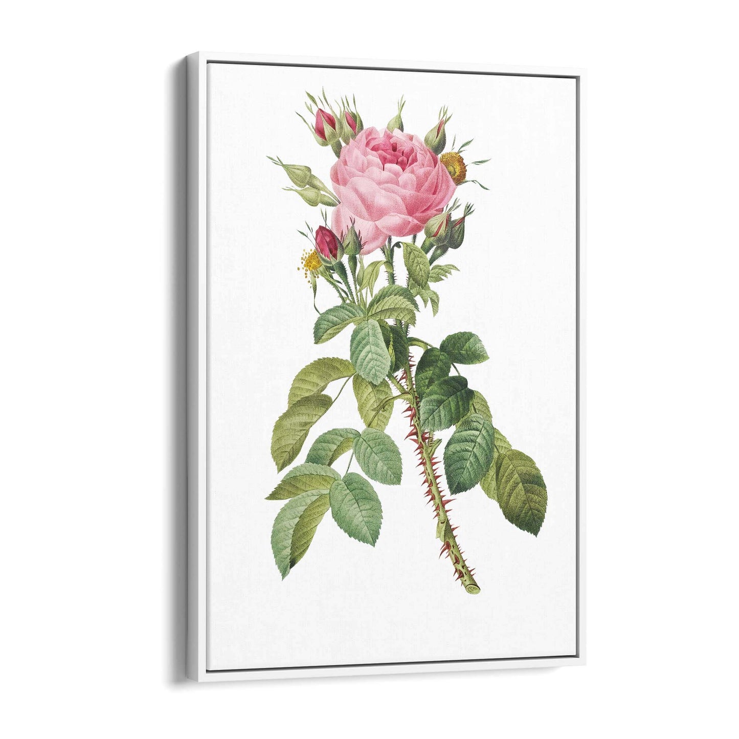 Rose Flower Botanical Drawing Kitchen Wall Art - The Affordable Art Company