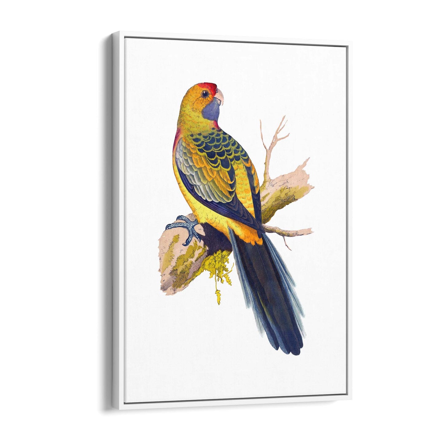 Yellow Rumped Parakeet Exotic Bird Wall Art - The Affordable Art Company