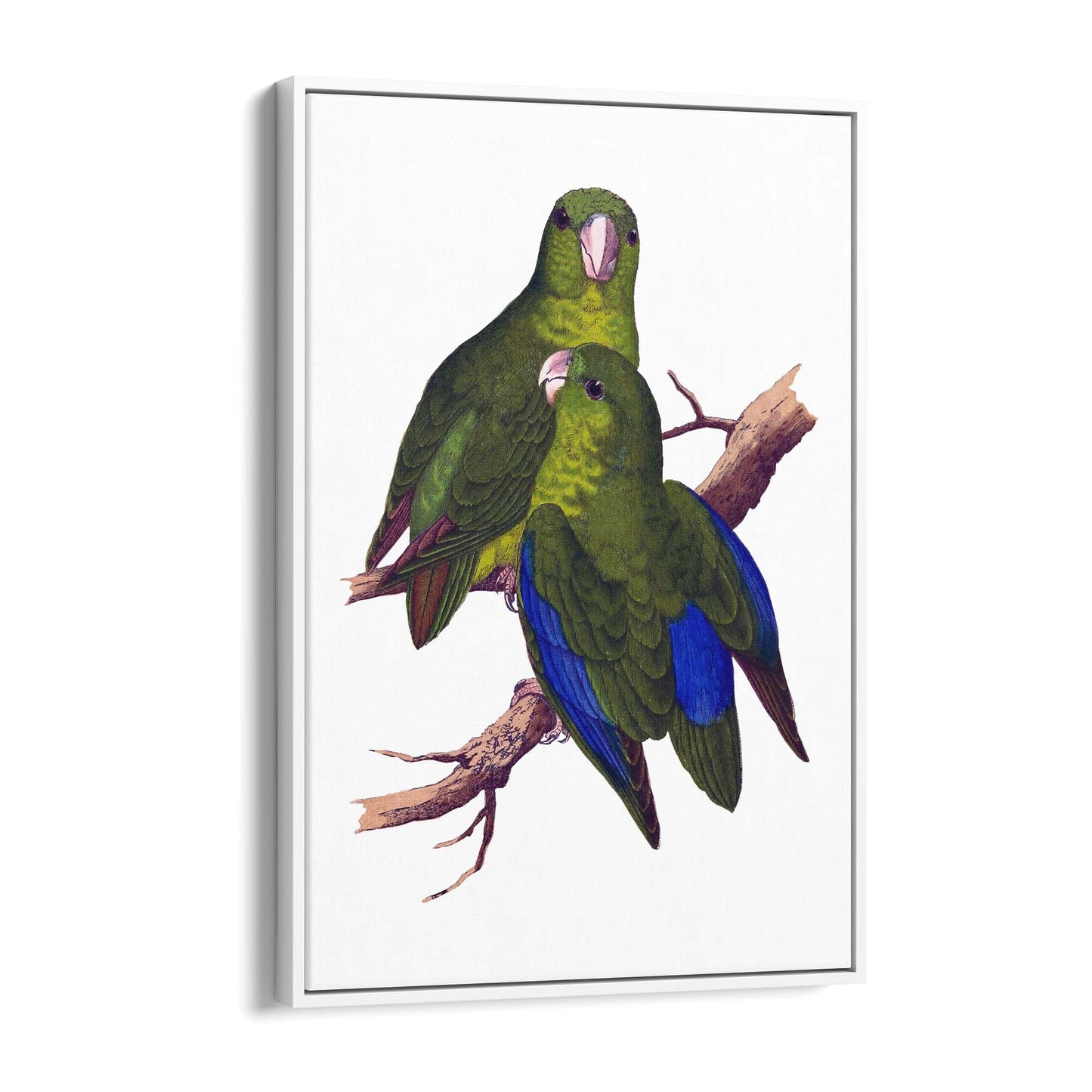 Blue-Winged Parakeet Exotic Bird Drawing Wall Art - The Affordable Art Company