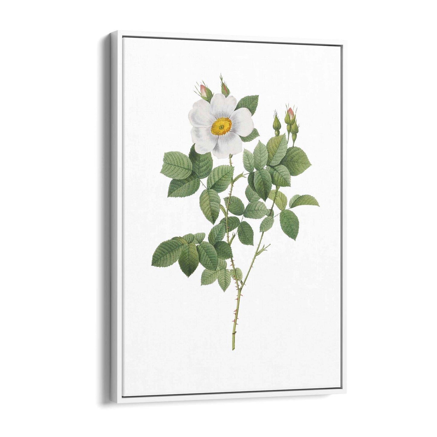 Flower Botanical Painting Kitchen Hallway Wall Art #4 - The Affordable Art Company