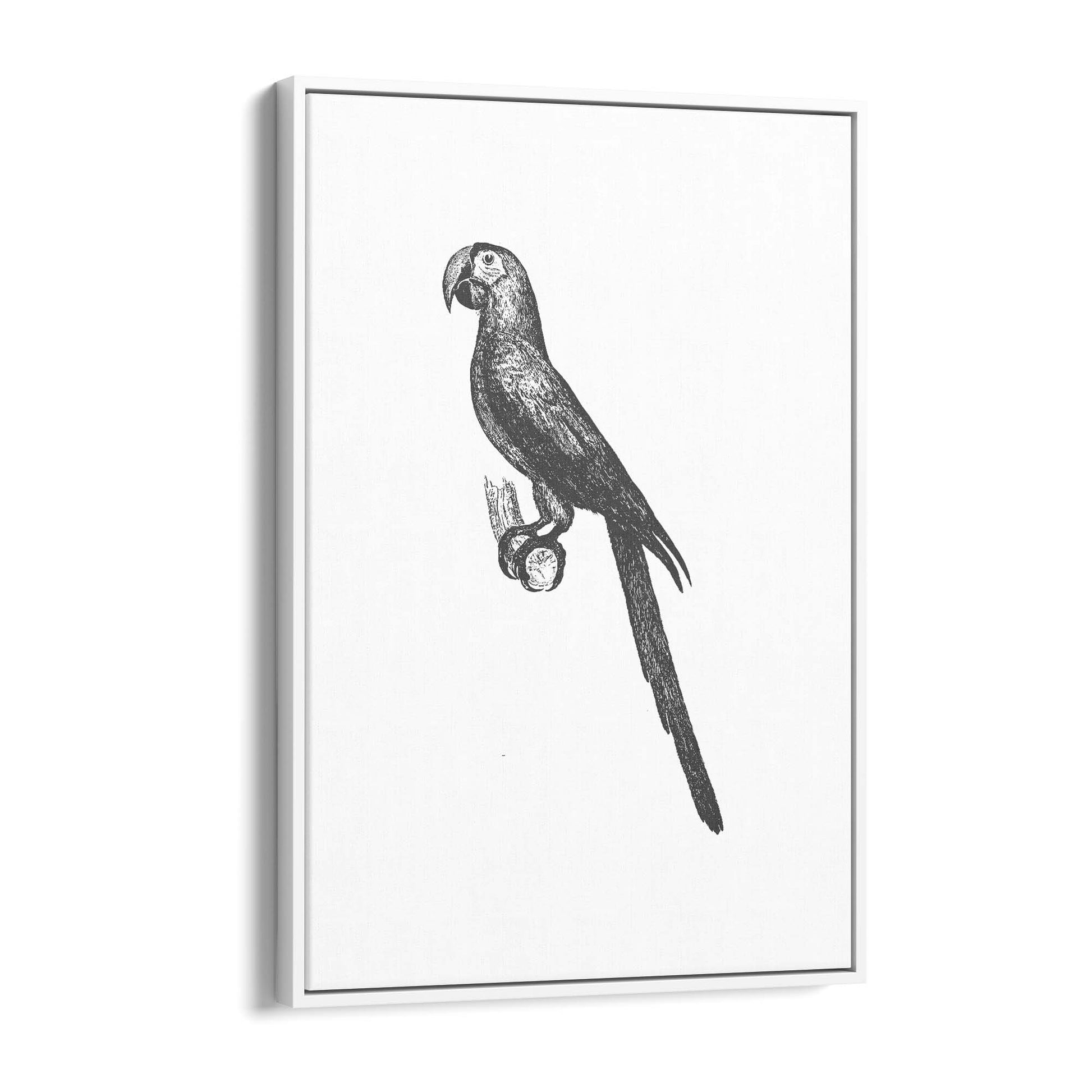 Parrot Drawing Minimal Exotic Bird Wall Art - The Affordable Art Company