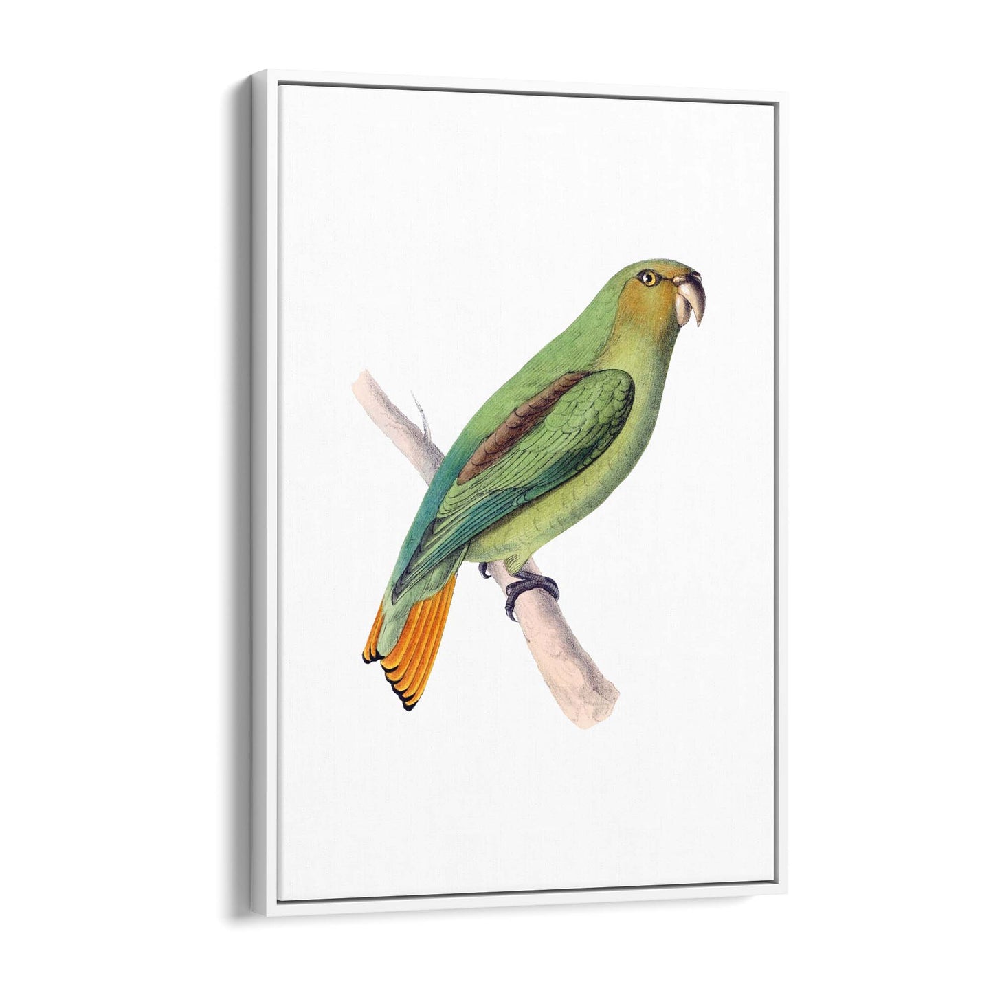 Golden-Tailed Parrot Exotic Bird Drawing Wall Art - The Affordable Art Company