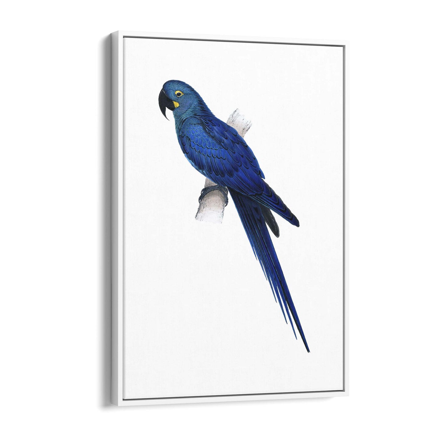 Hyacinth Macaw Blue Exotic Bird Drawing Wall Art - The Affordable Art Company