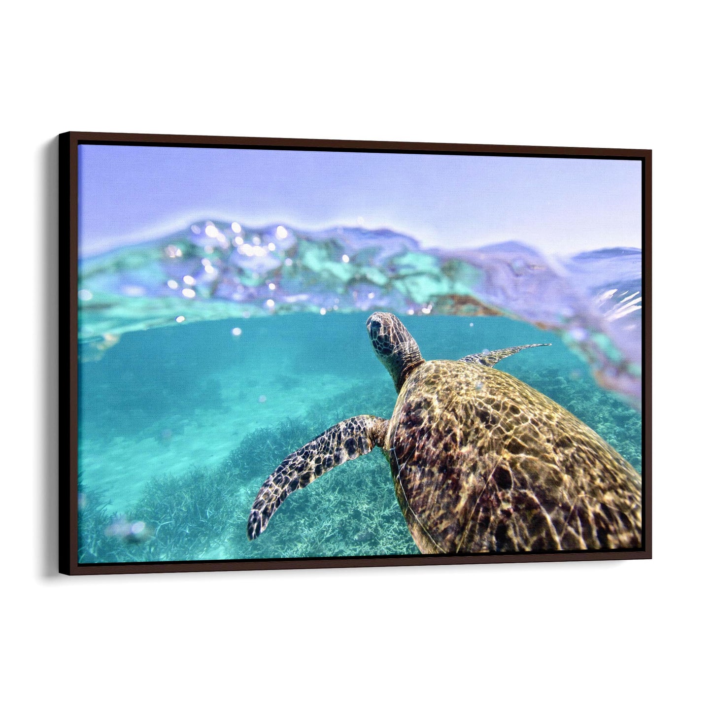 Green Sea Turtle, Ningaloo Reef Photograph Art - The Affordable Art Company