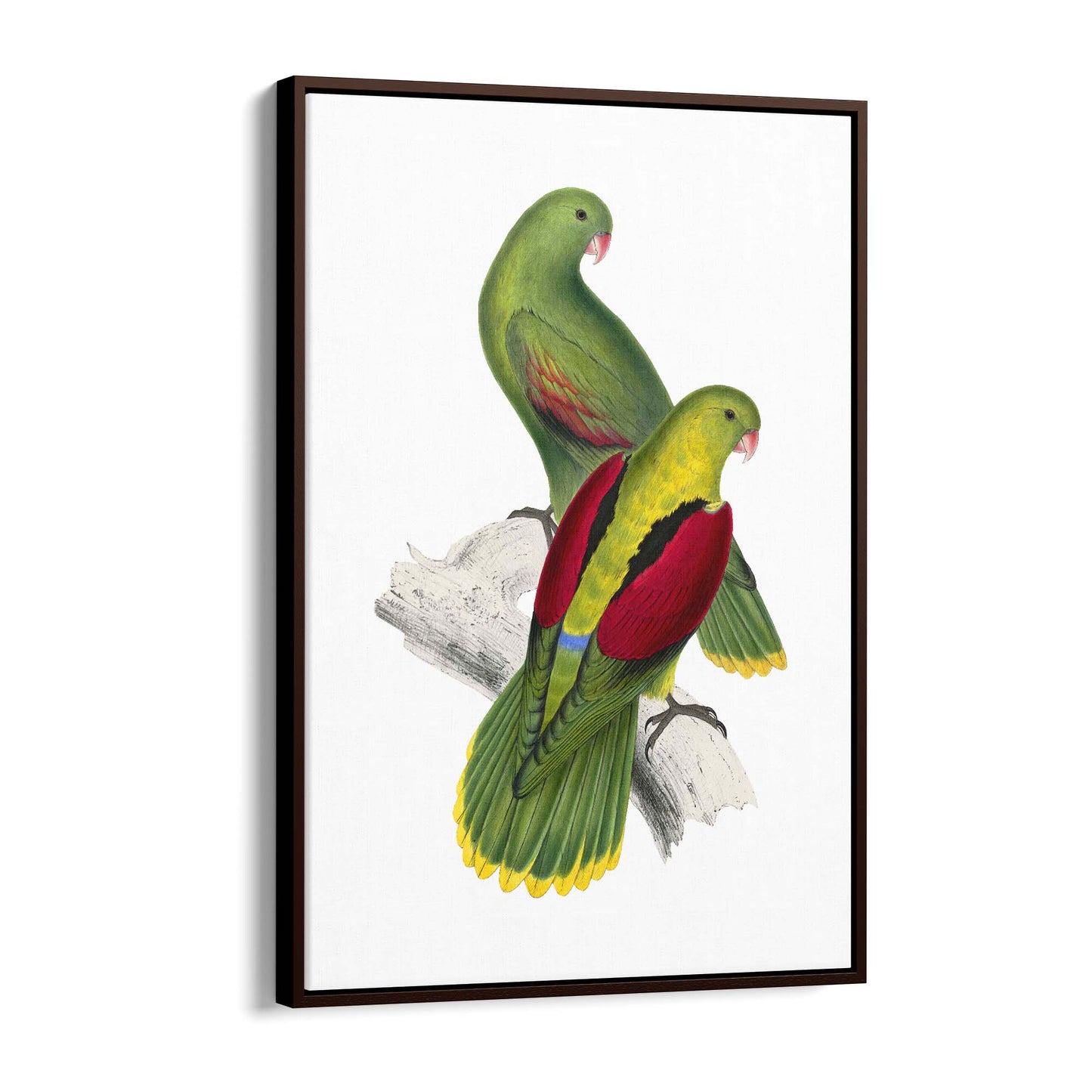 Crimson Winged Parakeet Exotic Bird Wall Art - The Affordable Art Company