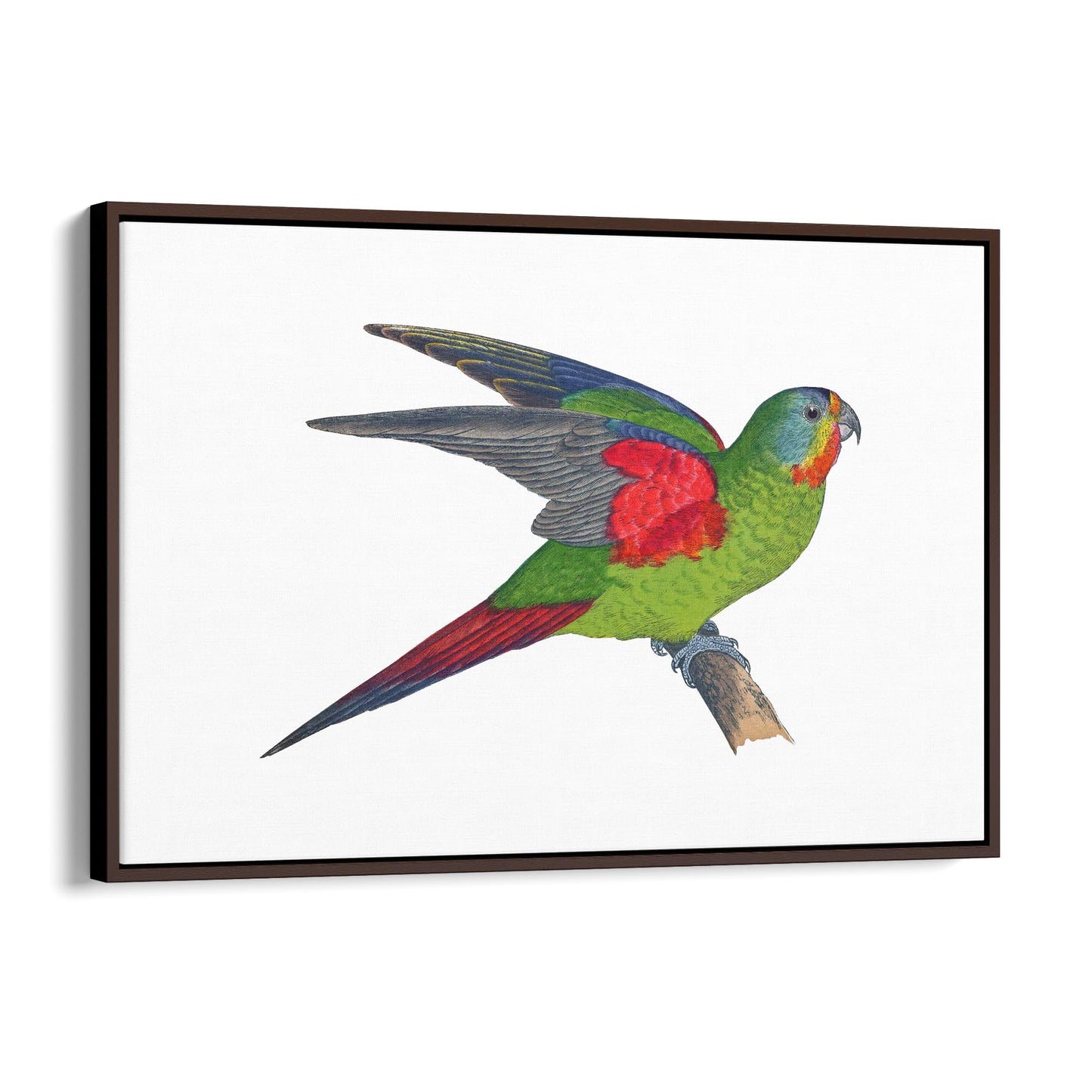 Swift Lorikeet Exotic Bird Drawing Wall Art - The Affordable Art Company