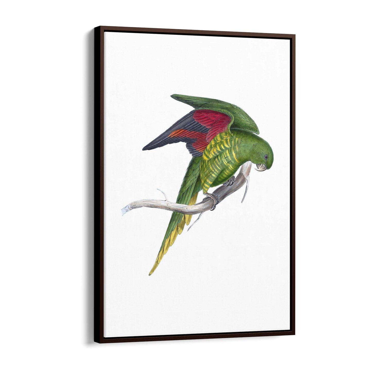 Matons Parakeet Exotic Bird Drawing Wall Art - The Affordable Art Company