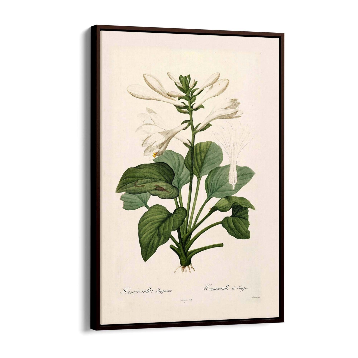 White Flower Vintage Botanical Kitchen Wall Art #2 - The Affordable Art Company