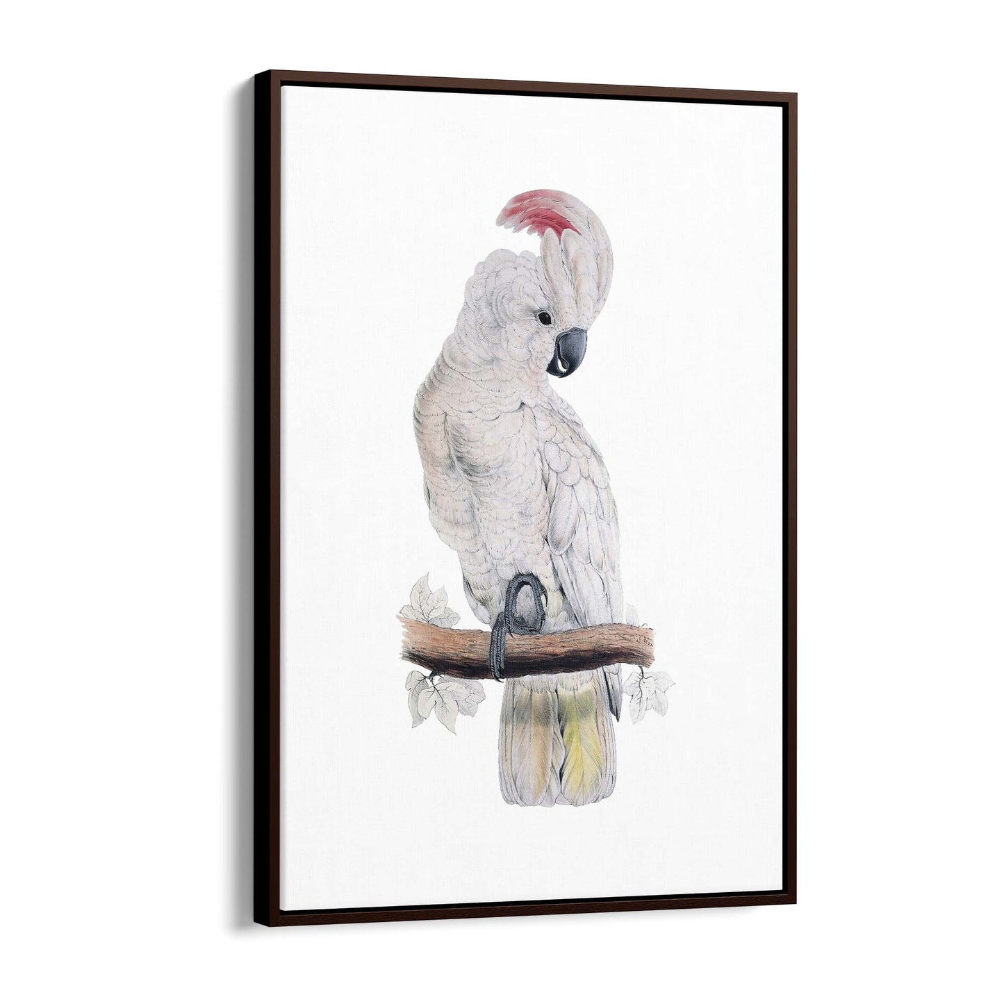 Salmon Crested Cockatoo Exotic Bird Wall Art - The Affordable Art Company