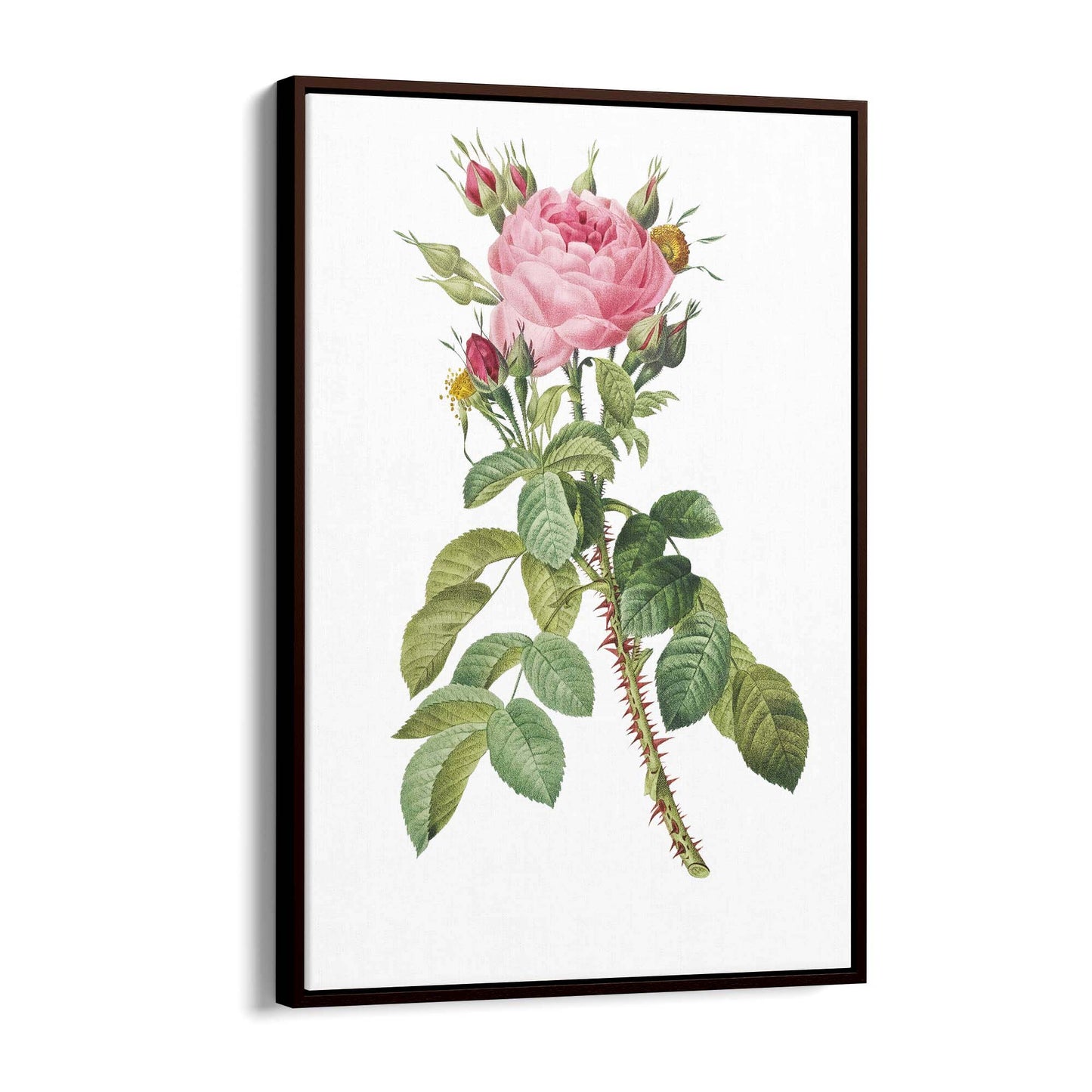 Rose Flower Botanical Drawing Kitchen Wall Art - The Affordable Art Company