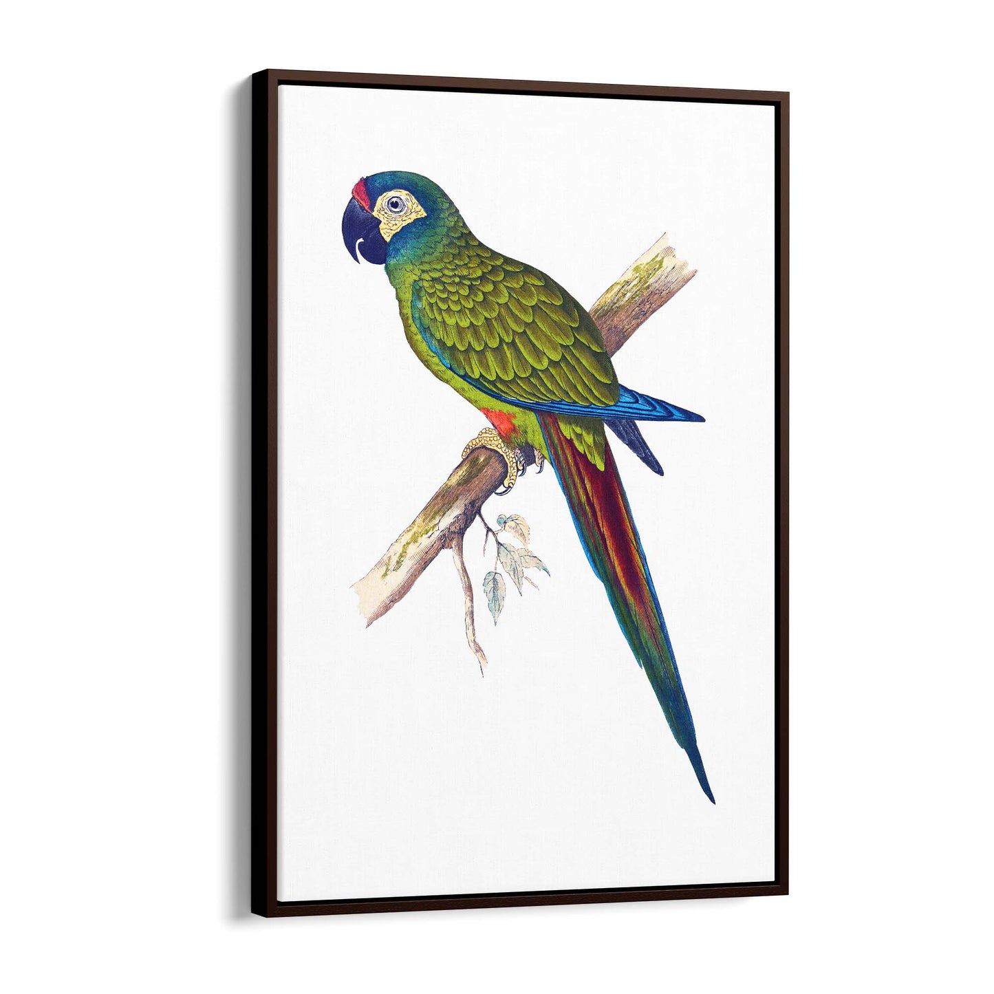 Blue-Winged Macaw Exotic Bird Drawing Wall Art - The Affordable Art Company