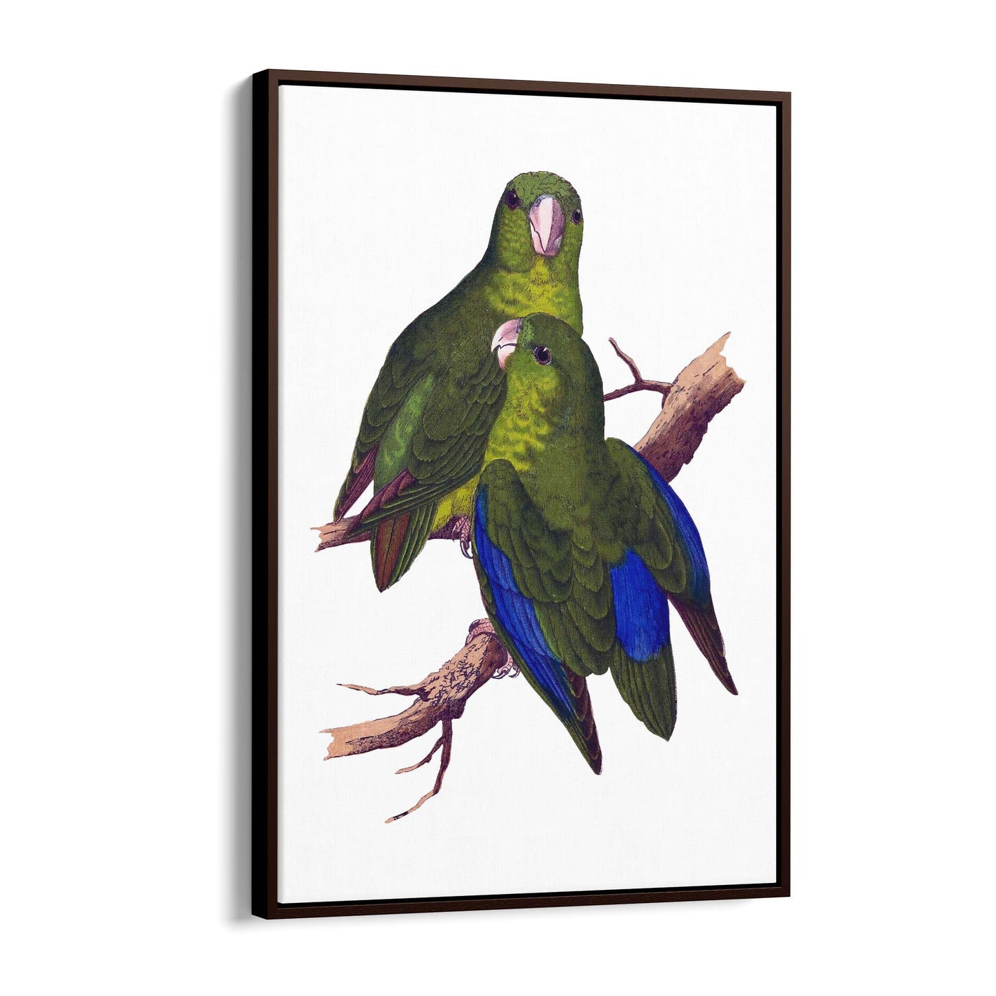 Blue-Winged Parakeet Exotic Bird Drawing Wall Art - The Affordable Art Company