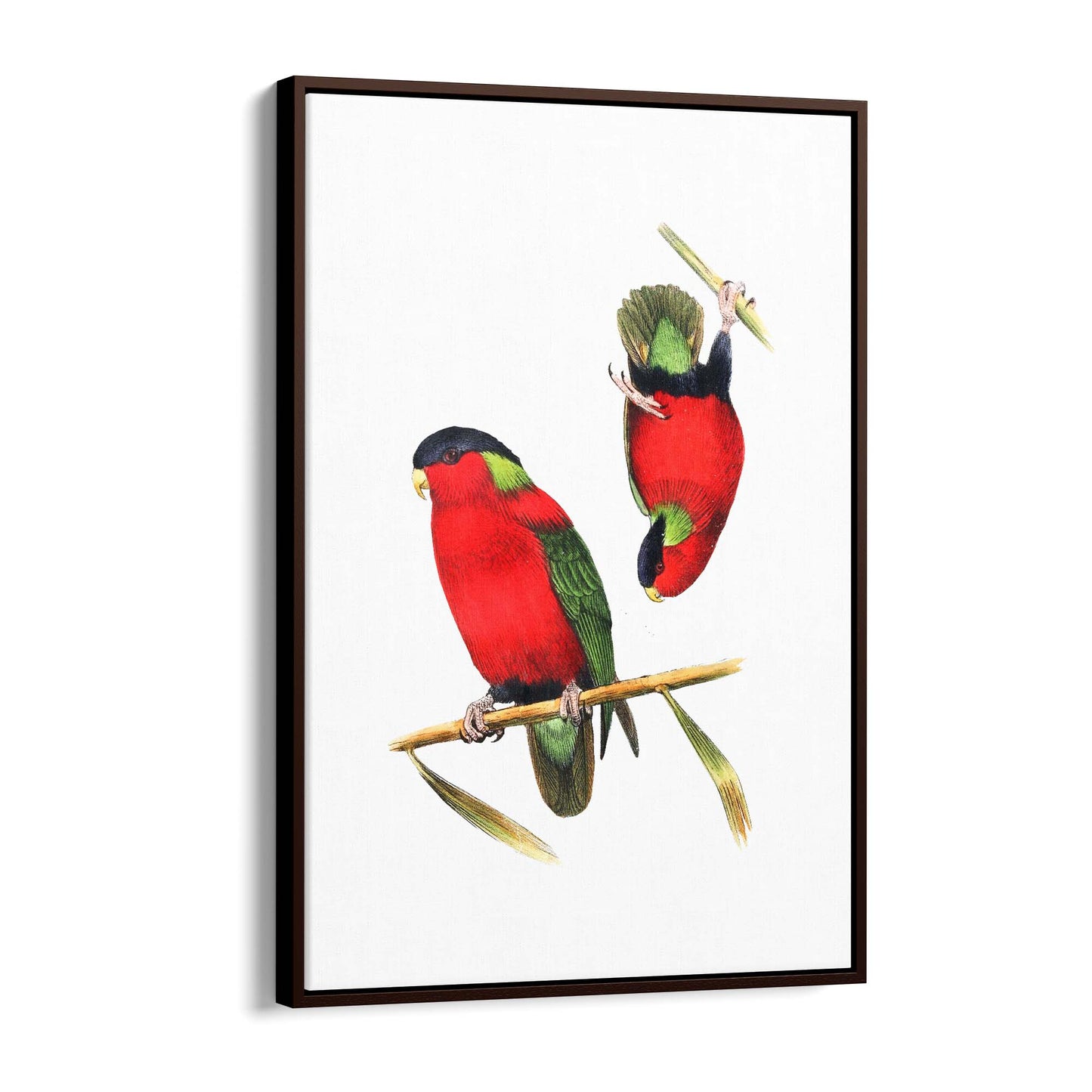 Collared Lories Bird Exotic Drawing Wall Art - The Affordable Art Company