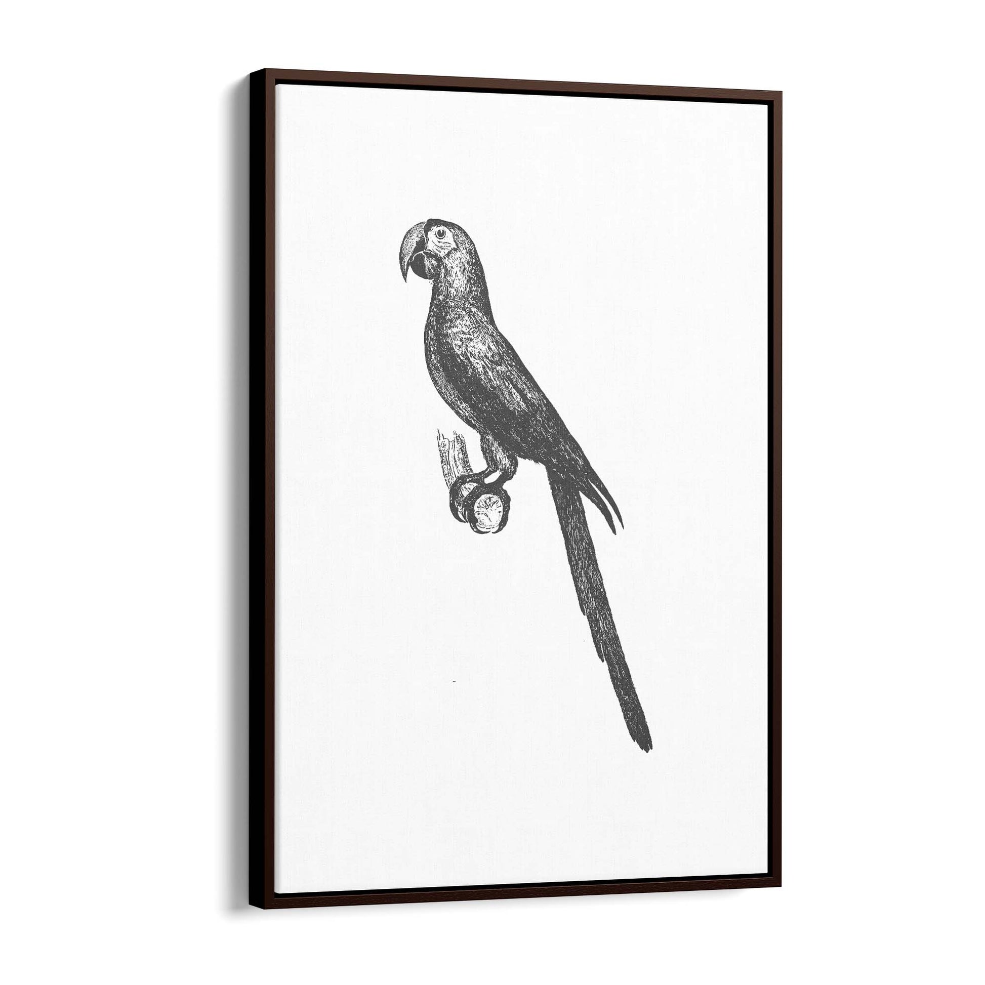 Parrot Drawing Minimal Exotic Bird Wall Art - The Affordable Art Company