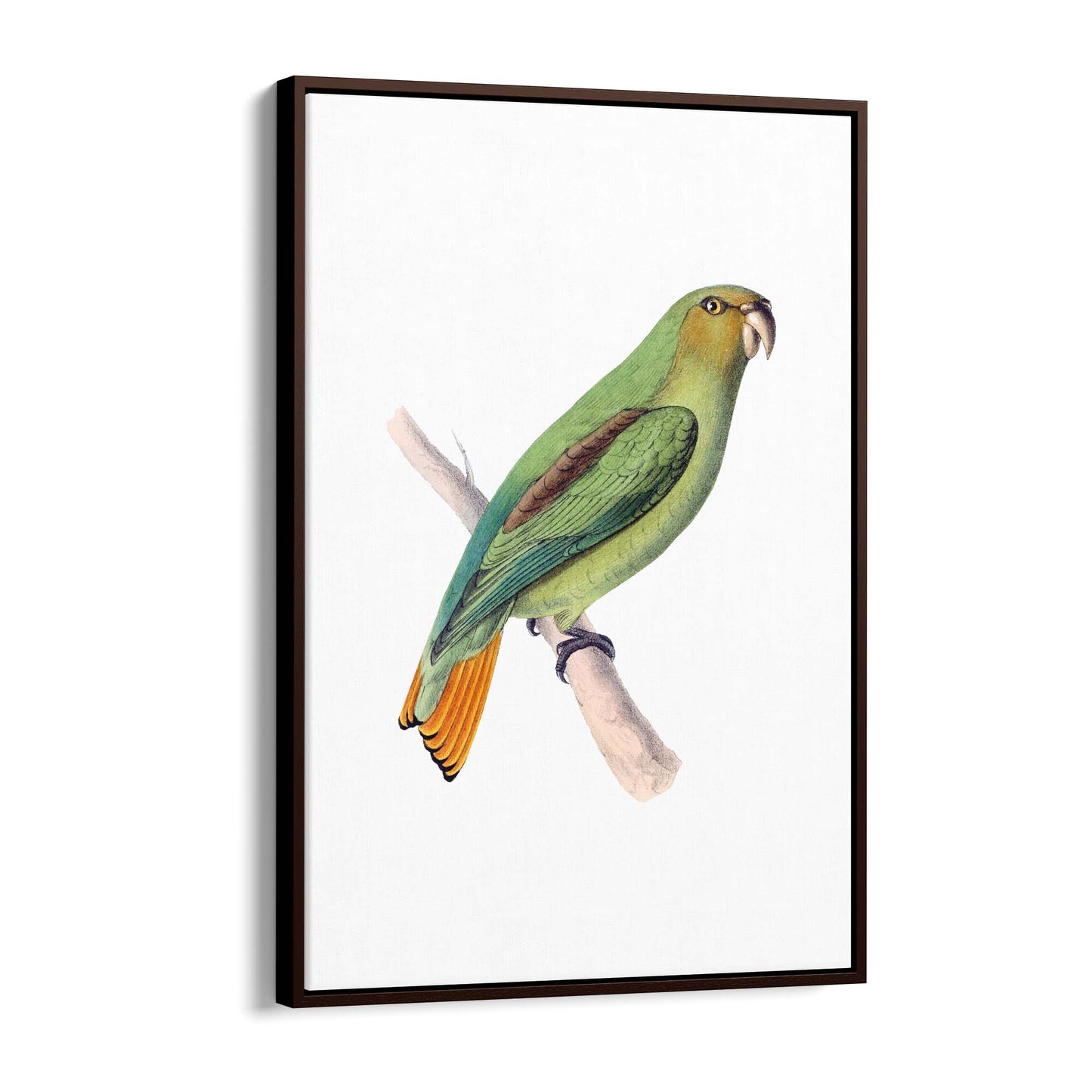 Golden-Tailed Parrot Exotic Bird Drawing Wall Art - The Affordable Art Company