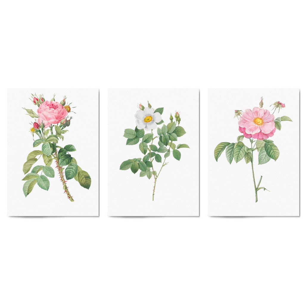 Set of Pink Floral Vintage Botanical Wall Art #2 - The Affordable Art Company