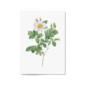 Flower Botanical Painting Kitchen Hallway Wall Art #4 - The Affordable Art Company