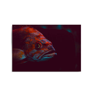 Majestic Fish Minimal Photograph Wall Art - The Affordable Art Company