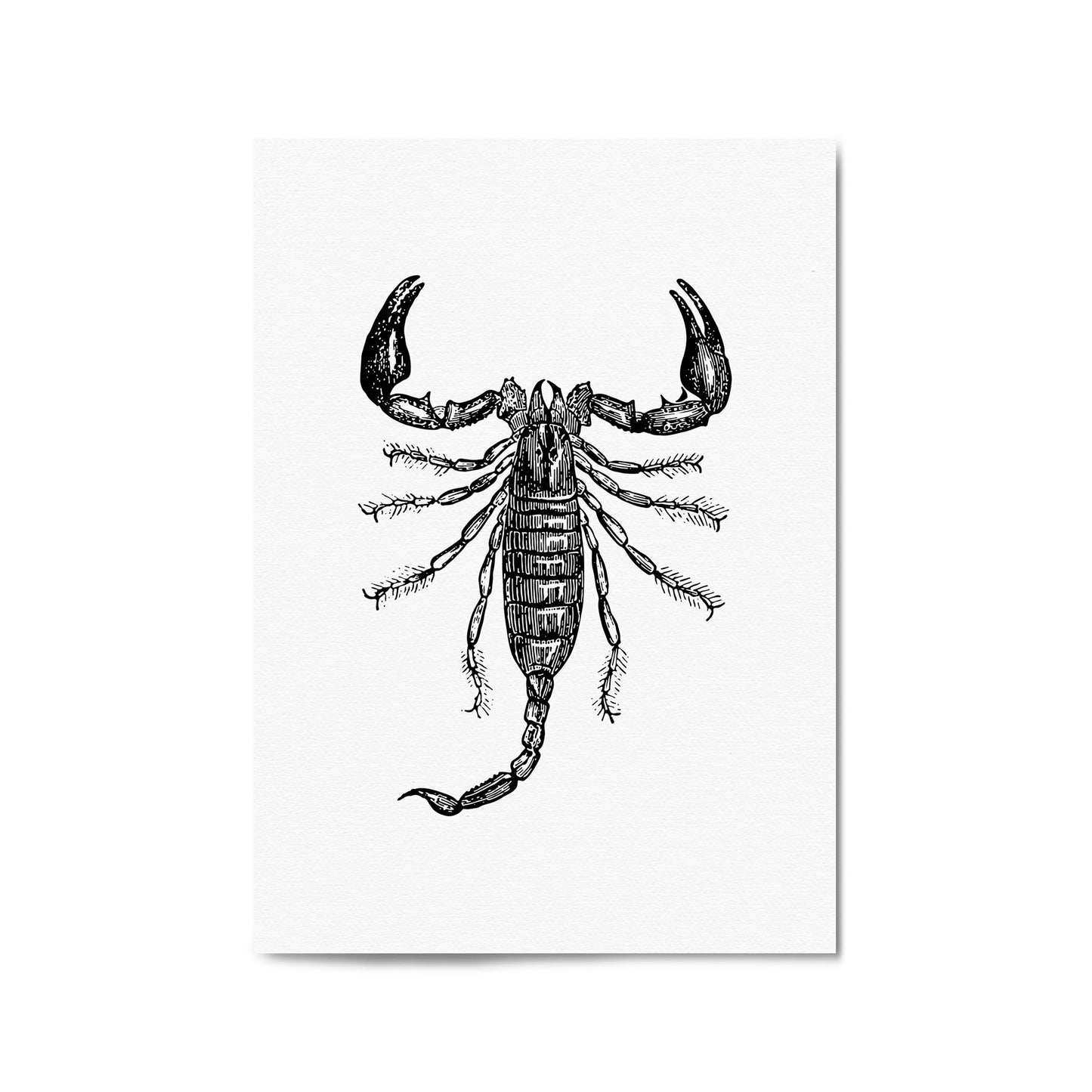 Scorpion Drawing Insect Man Cave Wall Art - The Affordable Art Company