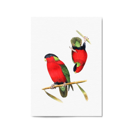 Collared Lories Bird Exotic Drawing Wall Art - The Affordable Art Company