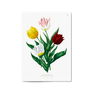 Tulip Botanical Vintage Kitchen Wall Art - The Affordable Art Company