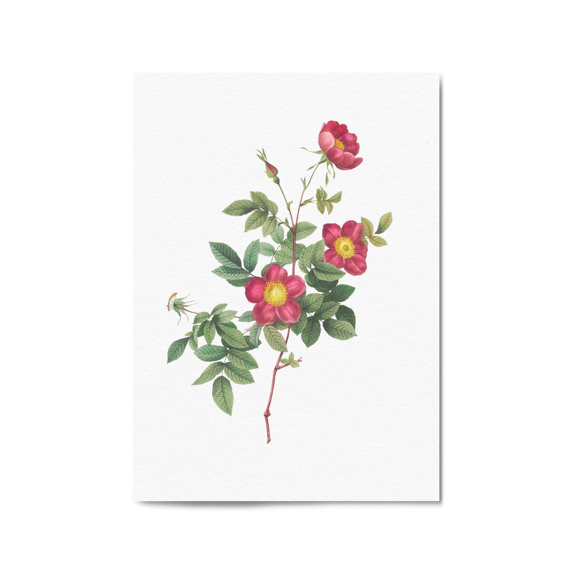 Flower Botanical Painting Kitchen Hallway Wall Art #7 - The Affordable Art Company