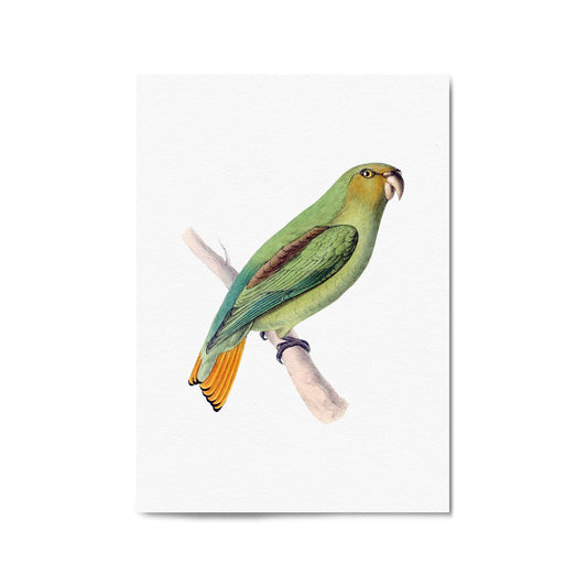 Golden-Tailed Parrot Exotic Bird Drawing Wall Art - The Affordable Art Company