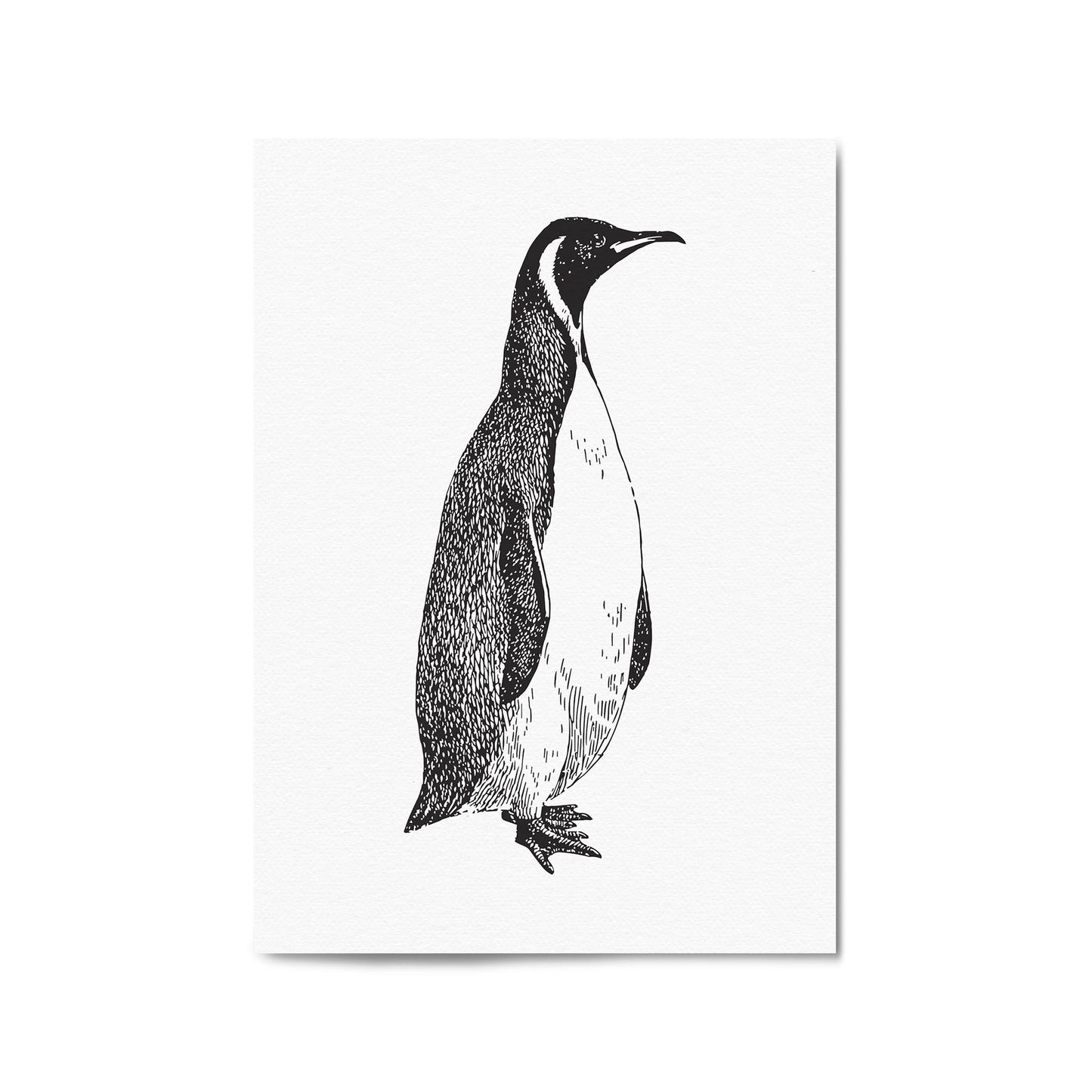 Penguin Drawing Animal Office Library Wall Art #1 - The Affordable Art Company