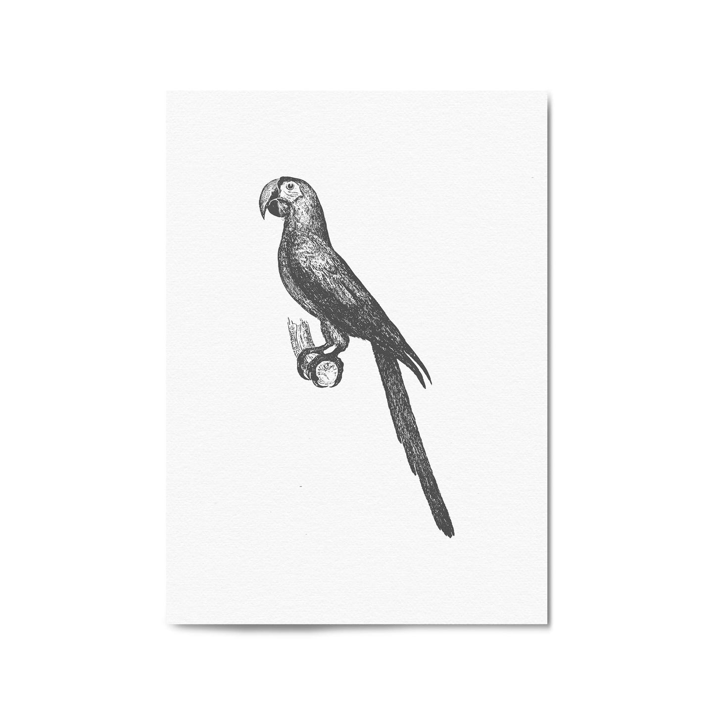Parrot Drawing Minimal Exotic Bird Wall Art - The Affordable Art Company