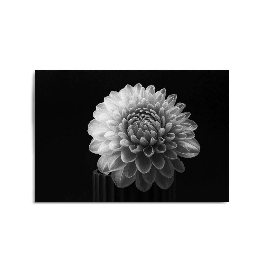 Dahlia Flower Photograph by Lotte Gronkjar - The Affordable Art Company