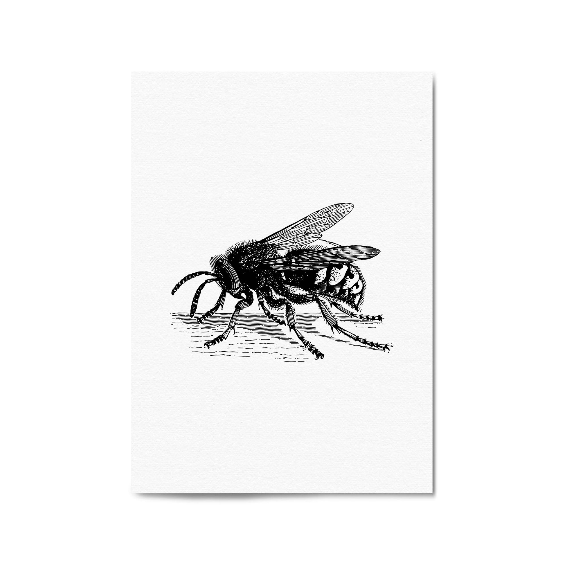 Hornet Drawing Insect Wall Art - The Affordable Art Company