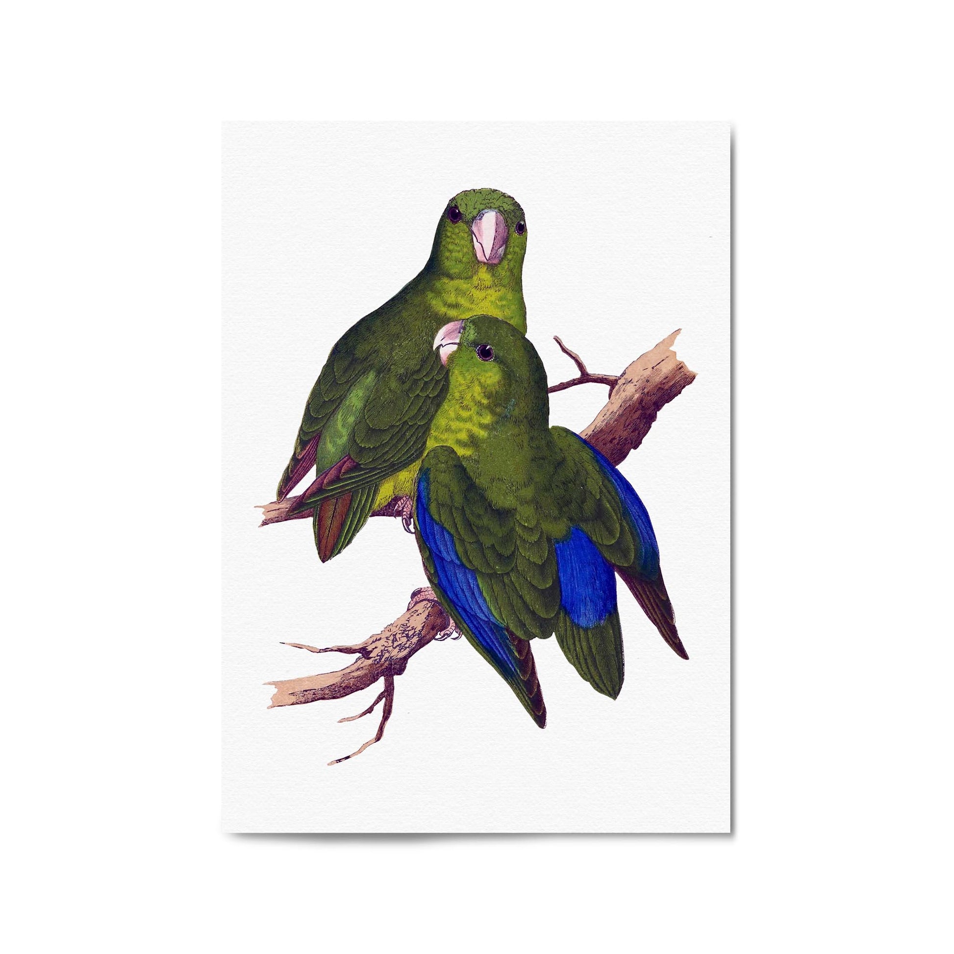 Blue-Winged Parakeet Exotic Bird Drawing Wall Art - The Affordable Art Company