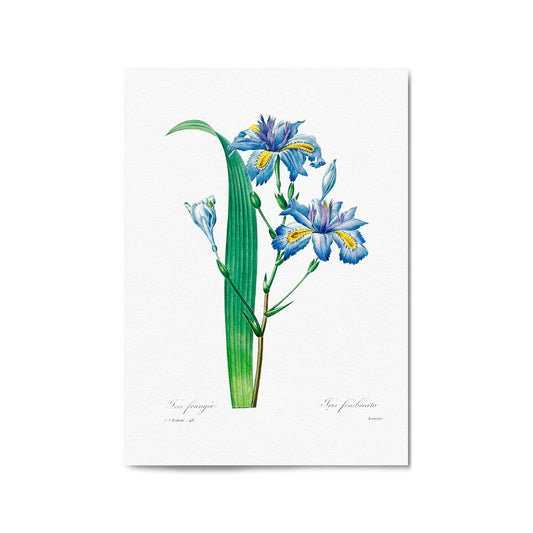 Vintage Blue Flowers Botanical Drawing Wall Art - The Affordable Art Company