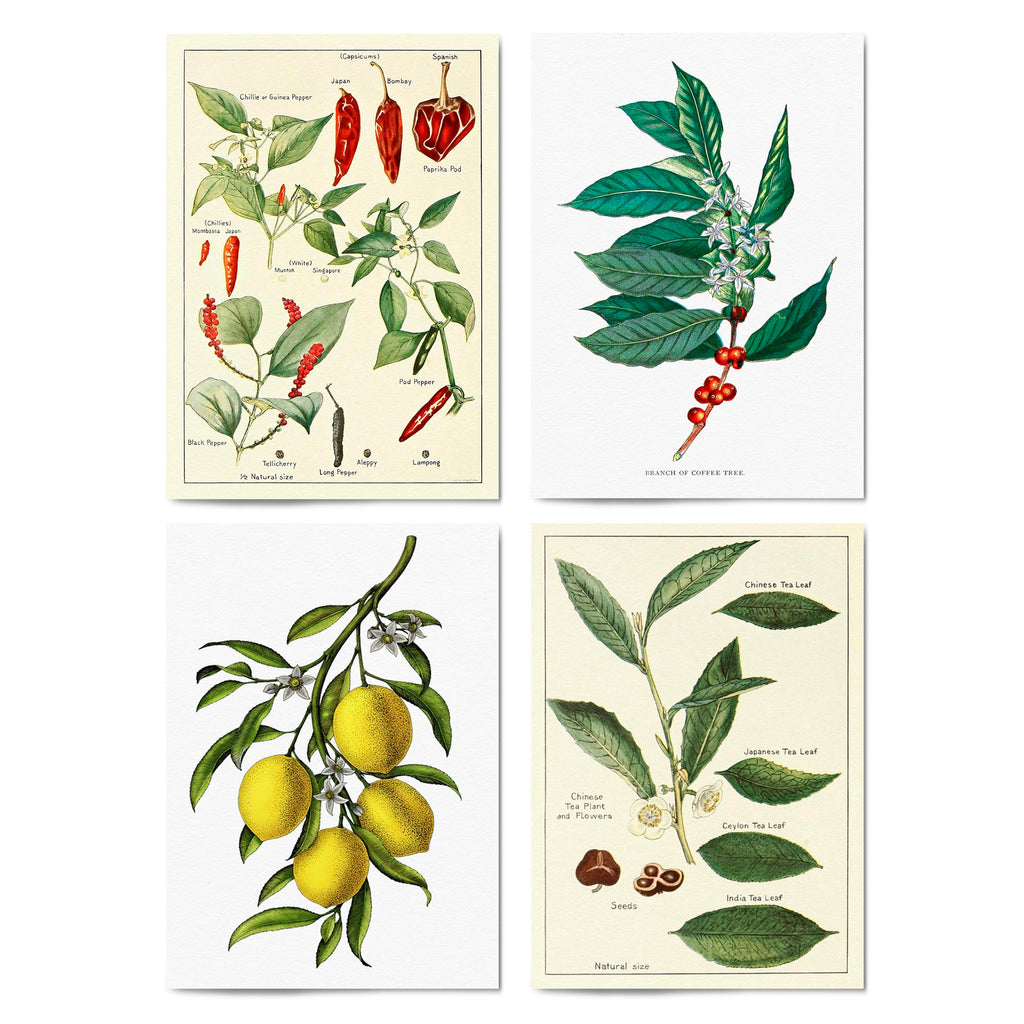 Set of 4 Vintage Botanical Kitchen Food Drawing Wall Art - The Affordable Art Company