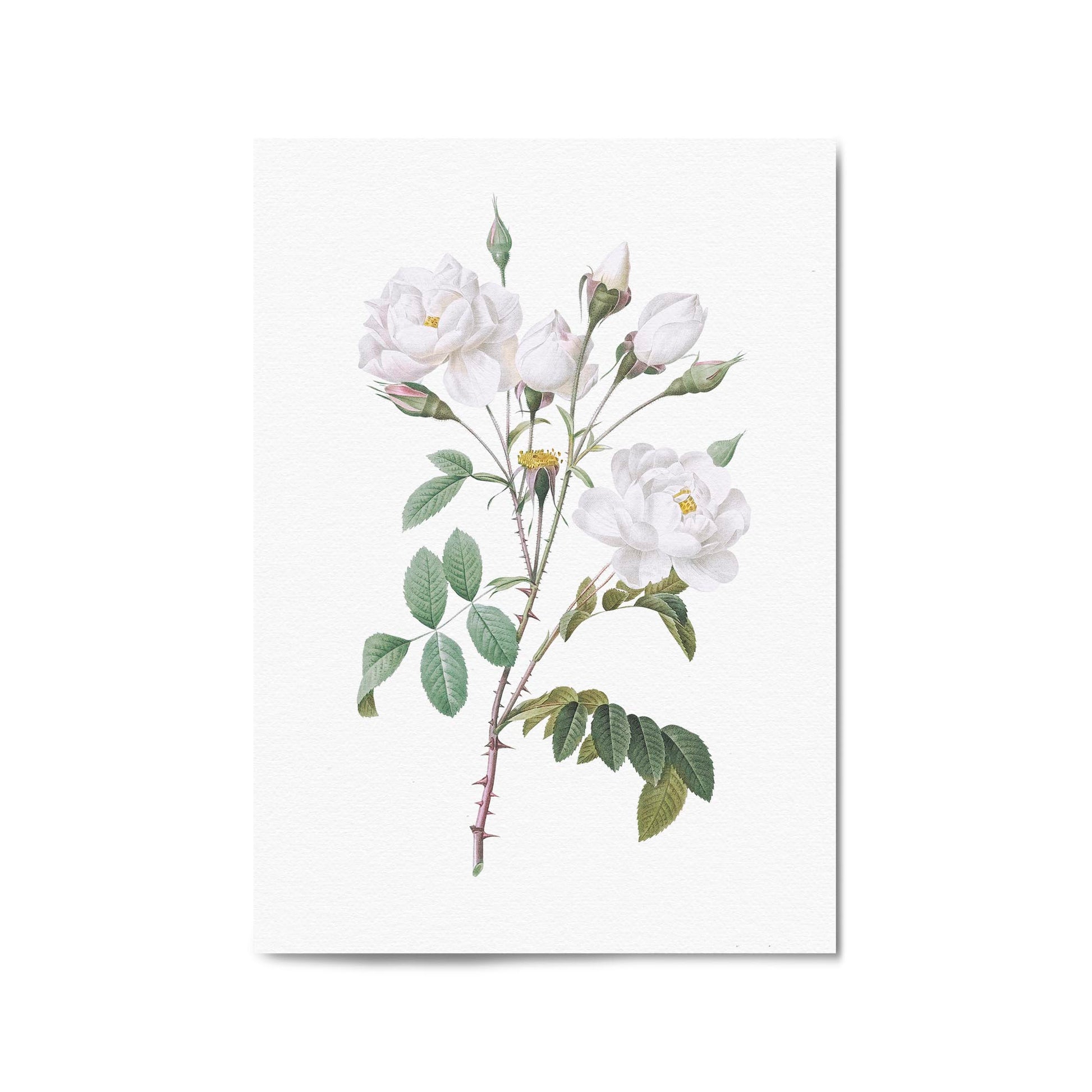 Flower Botanical Painting Kitchen Hallway Wall Art #15 - The Affordable Art Company