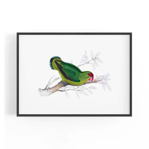 Black-Winged Lovebird Exotic Bird Drawing Wall Art - The Affordable Art Company