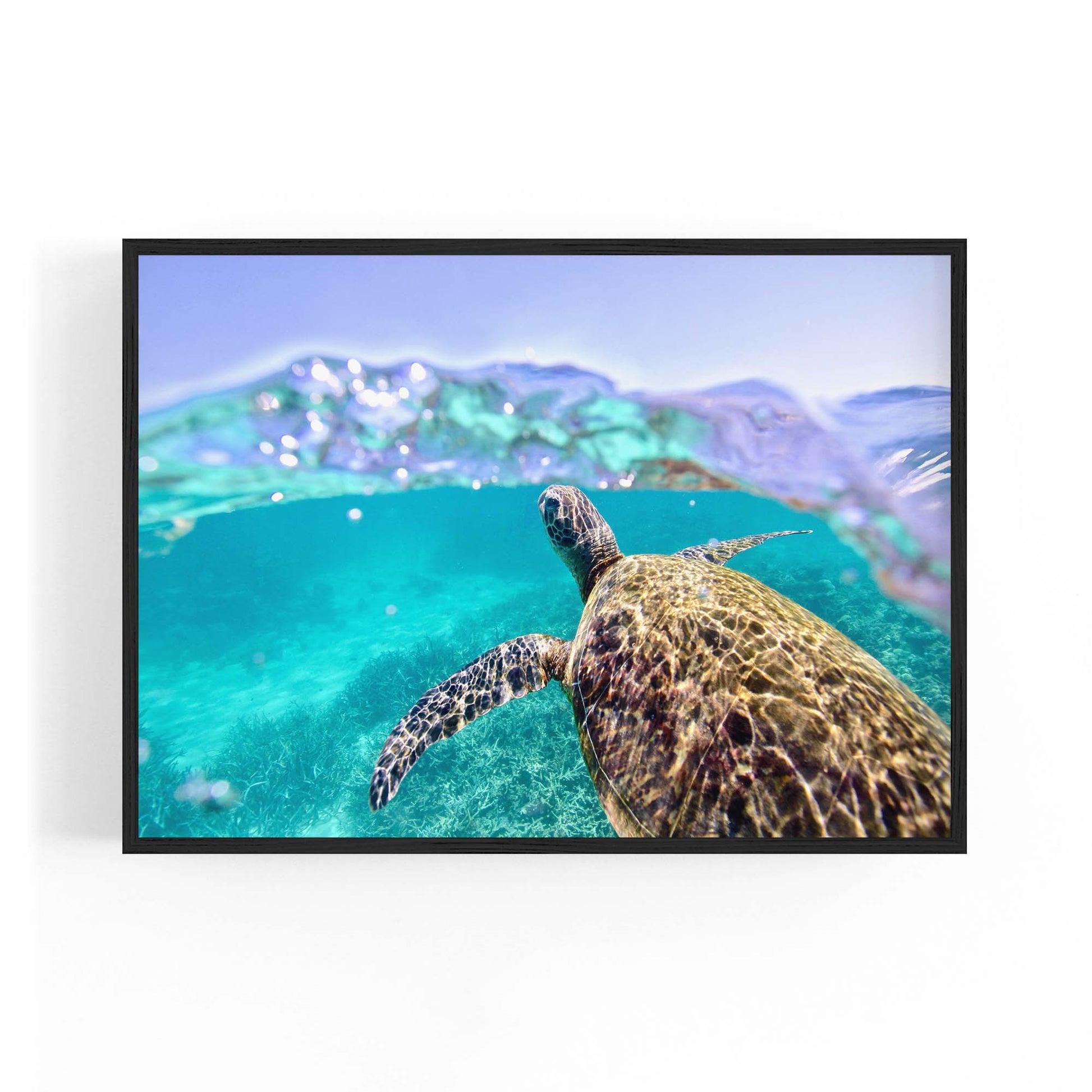 Green Sea Turtle, Ningaloo Reef Photograph Art - The Affordable Art Company