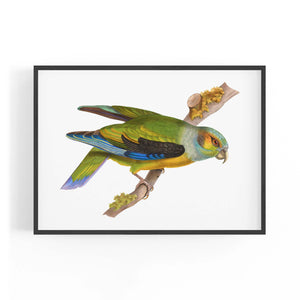 Black-Winged Parrot Exotic Bird Drawing Wall Art - The Affordable Art Company
