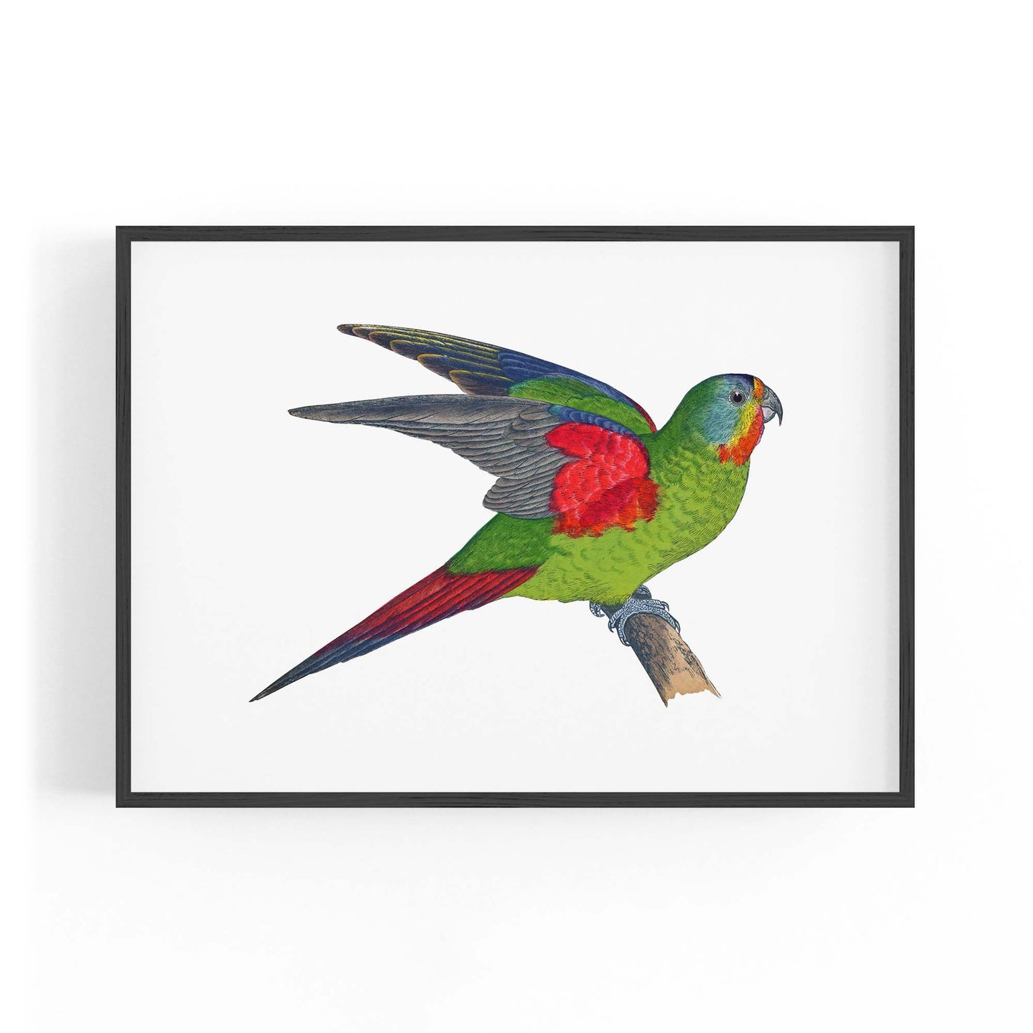 Swift Lorikeet Exotic Bird Drawing Wall Art - The Affordable Art Company