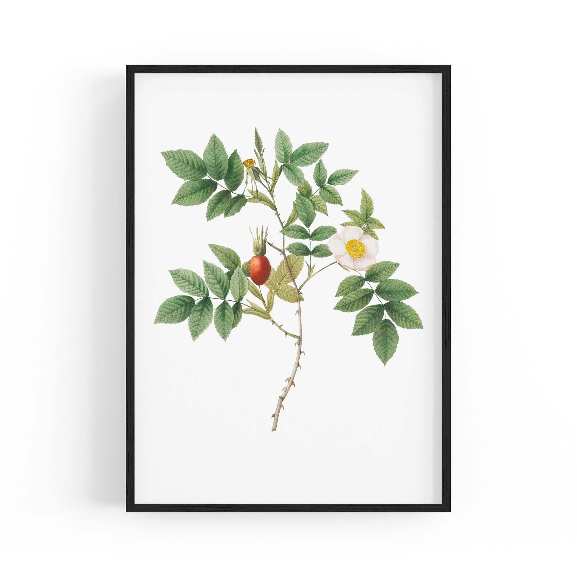 Flower Botanical Painting Kitchen Hallway Wall Art #46 - The Affordable Art Company